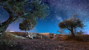 Olive trees and a starry sky.